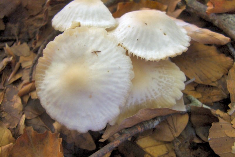 Conferma per Mycena pura